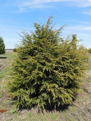Tsuga canadensis 