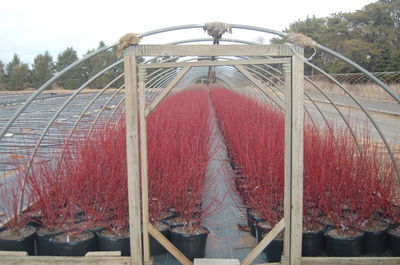 Cornus baileyi 