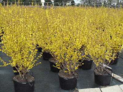 Forsythia intermedia Spring Glory