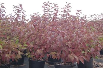 Cornus baileyi 