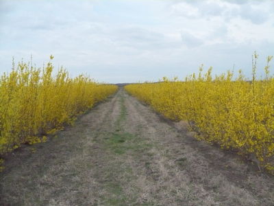 Forsythia intermedia Spring Glory