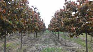 Acer platanoides Deborah