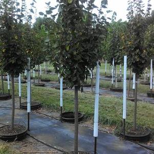 Tilia cordata Greenspire