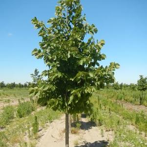 Tilia americana x euchlora Redmond