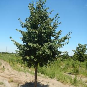 Tilia flavescens Glenleven