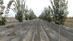 Tilia tomentosa 