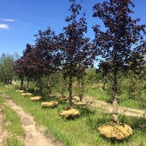 Acer platanoides Royal Red