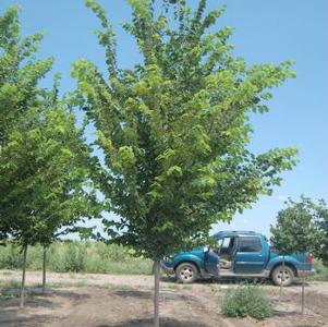 Ulmus americana Princeton
