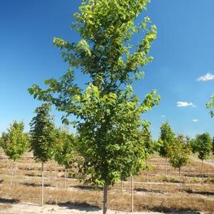 Ulmus japonica x pumila New Horizon