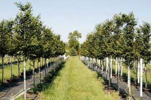 Ulmus Morton Glossy