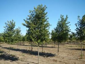 Ulmus Pioneer