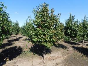 Pyrus calleryana Autumn Blaze