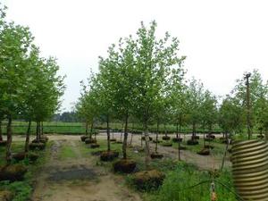Liriodendron tulipfera 