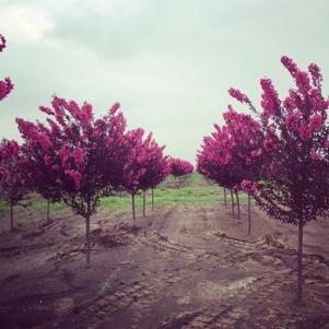 Malus Shotizam