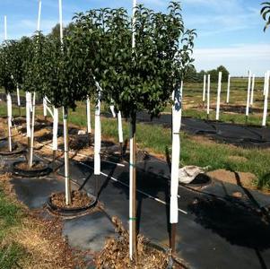 Malus Lollizam
