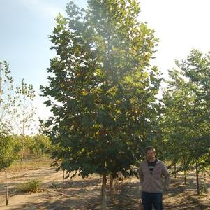 Platanus acerifolia Morton Circle