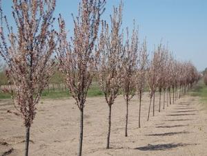 Prunus cerasifera Cripoizam