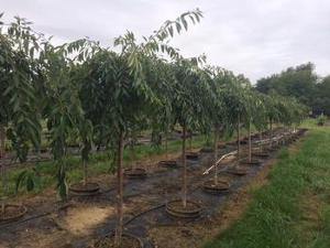 Prunus Pisnshzam