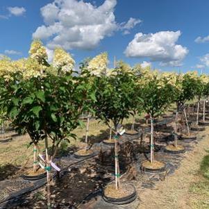 Hydrangea paniculata First Editions® Renhy
