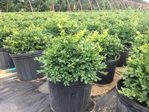 Buxus Green Velvet