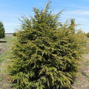 Tsuga canadensis 