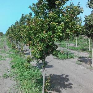 Acer tataricum Gar Ann