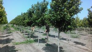 Acer rubrum JFS Frank Jr