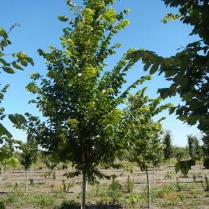 Ulmus americana New Harmony