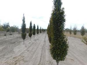 Zelkova serrata Musashino