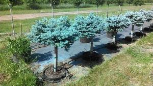 Picea pungens Globosa