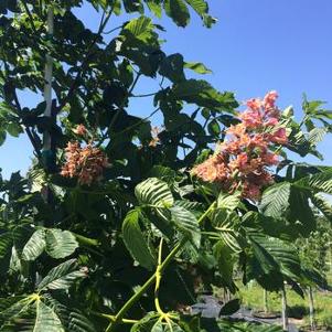 Aesculus carnea Fort McNair