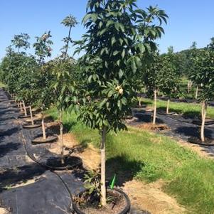 Aesculus glabra 