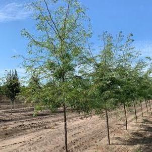 Gleditsia triacanthos var. inermis Shademaster®