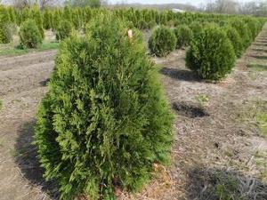 Thuja occidentalis First Editions® Bailjohn