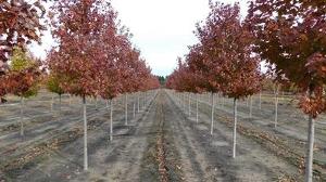 Acer rubrum Brandywine