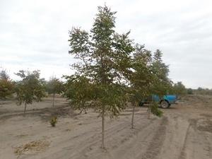 Gymnocladus dioicus JFS Espresso™