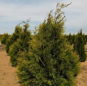 Thuja occidentalis Brabandt
