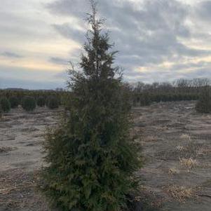Thuja standishii x plicata Green Giant