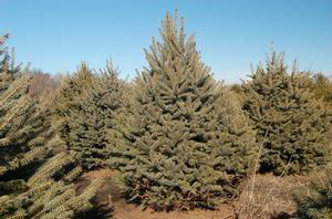 Picea pungens 