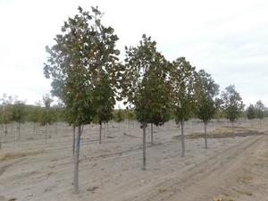 Liriodendron tulipifera JFS-Oz