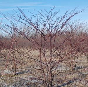 Cornus alternifolia 