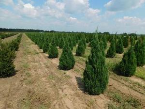 Juniperus chinensis Blue Point