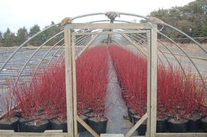 Cornus baileyi 