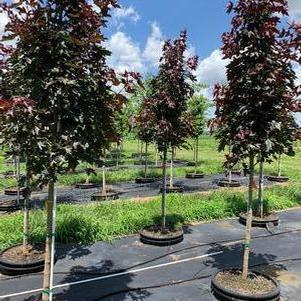 Acer truncatum x platanoides JFS-KW202