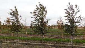 Alnus spaethii 
