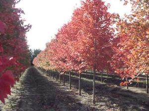 Acer rubrum October Glory