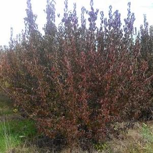 Cornus mas 