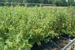 Corylus americana 