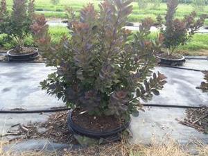 Cotinus coggygria Royal Purple