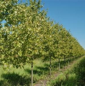 Acer rubrum Franksred